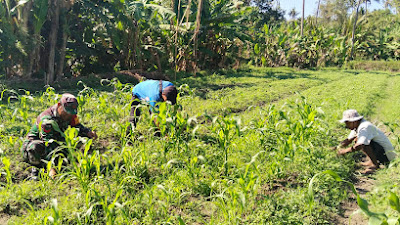 Antisipasi Darurat pangan Koramil 1609-03/seririt laksanakan pendampingan untuk Kembangkan Tanaman Surhgum
